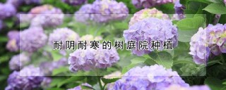 耐阴耐寒的树庭院种植,第1图