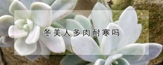 冬美人多肉耐寒吗,第1图