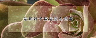 法师叶子焦边怎么回事,第1图