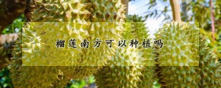 榴莲南方可以种植吗,第1图