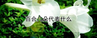 百合几朵代表什么,第1图