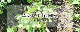 黑豆什么时候种最好,第1图