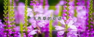 飞燕草的花语,第1图