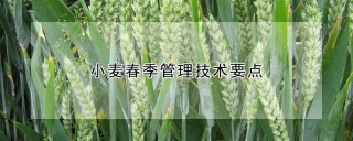 小麦春季管理技术要点,第1图