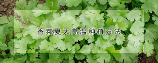 香菜夏天高温种植方法,第1图