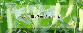 八月份种黄瓜晚不晚,第1图