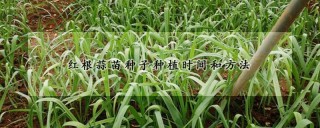 红根蒜苗种子种植时间和方法,第1图