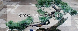 罗汉松几月份修剪最佳,第1图