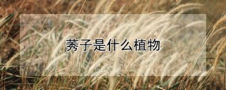 莠子是什么植物,第1图