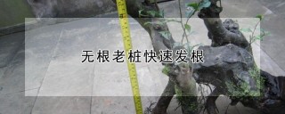 无根老桩快速发根,第1图