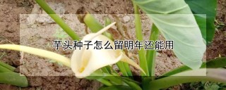 芋头种子怎么留明年还能用,第1图