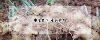 生姜如何催芽种植,第1图