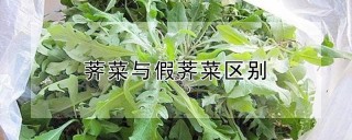 荠菜与假荠菜区别,第1图