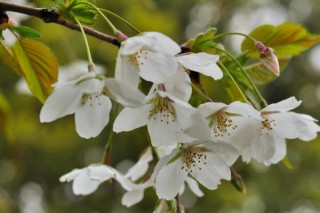 海棠花花语,第2图