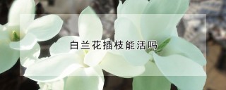 白兰花插枝能活吗,第1图