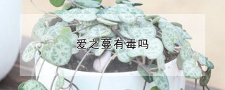 爱之蔓有毒吗,第1图