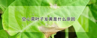 空心菜叶子发黄是什么原因,第1图