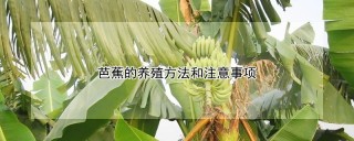 芭蕉的养殖方法和注意事项,第1图