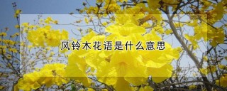 风铃木花语是什么意思,第1图