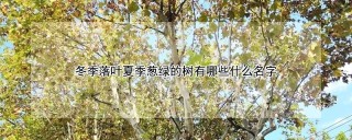 冬季落叶夏季葱绿的树有哪些什么名字,第1图