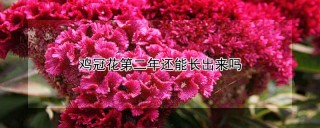 鸡冠花第二年还能长出来吗,第1图