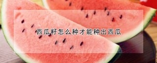 西瓜籽怎么种才能种出西瓜,第1图