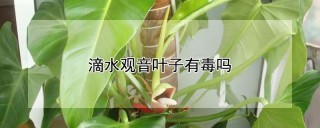 滴水观音叶子有毒吗,第1图