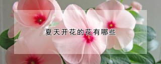 夏天开花的花有哪些,第1图