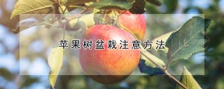 苹果树盆栽注意方法,第1图