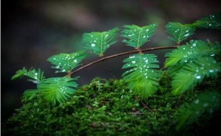 含羞草为什么会闭合，讲述最科学的合理解释(叶枕水分感应),第2图