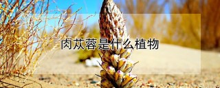 肉苁蓉是什么植物,第1图