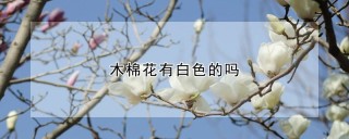 木棉花有白色的吗,第1图