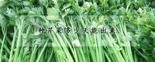 种芹菜多少天能出来,第1图