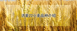 济麦22小麦品种介绍,第1图