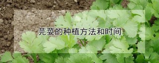 芫荽的种植方法和时间,第1图