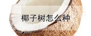 椰子树怎么种,第1图