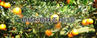 柑橘种植株距和行距,第1图