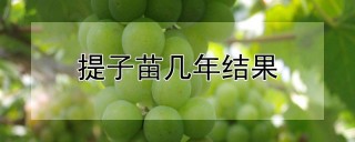 提子苗几年结果,第1图