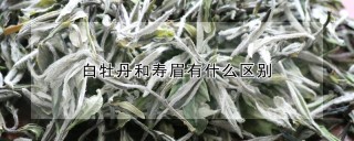 白牡丹和寿眉有什么区别,第1图