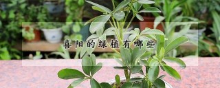 喜阳的绿植有哪些,第1图