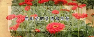 弗朗花的花语和寓意,第1图