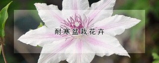 耐寒盆栽花卉,第1图