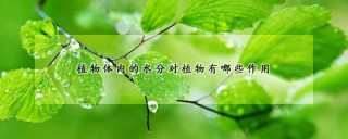 植物体内的水分对植物有哪些作用,第1图