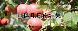 山楂几月份结果,第1图