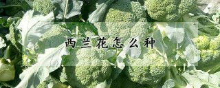 西兰花怎么种,第1图