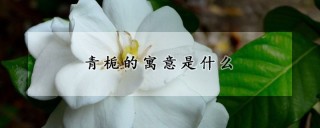 青栀的寓意是什么,第1图