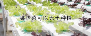 哪些菜可以无土种植,第1图