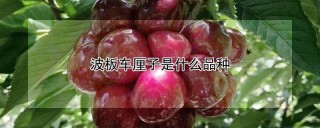 波板车厘子是什么品种,第1图