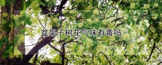 盆架子树花气味有毒吗,第1图