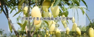 芒果种子怎么种植能长出芒果树,第1图